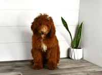 Stacie, a female Miniature Goldendoodle for sale in Middlebury, IN – Photo 4 of 7