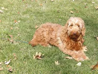Stacie, a female Miniature Goldendoodle for sale in Middlebury, IN – Photo 7 of 7