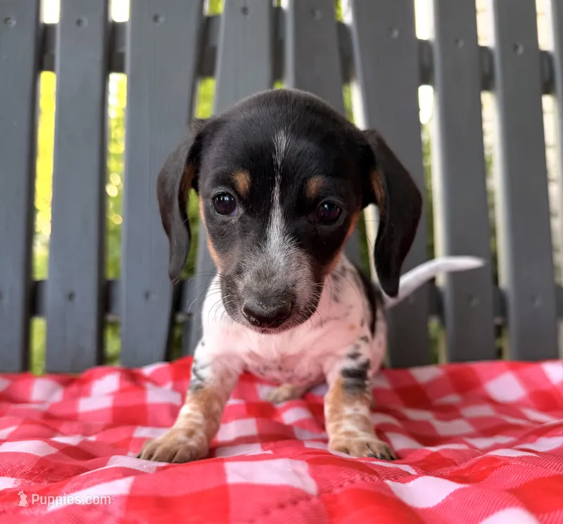 Poppy – Miniature Dachshund puppy for sale in Willard, OH
