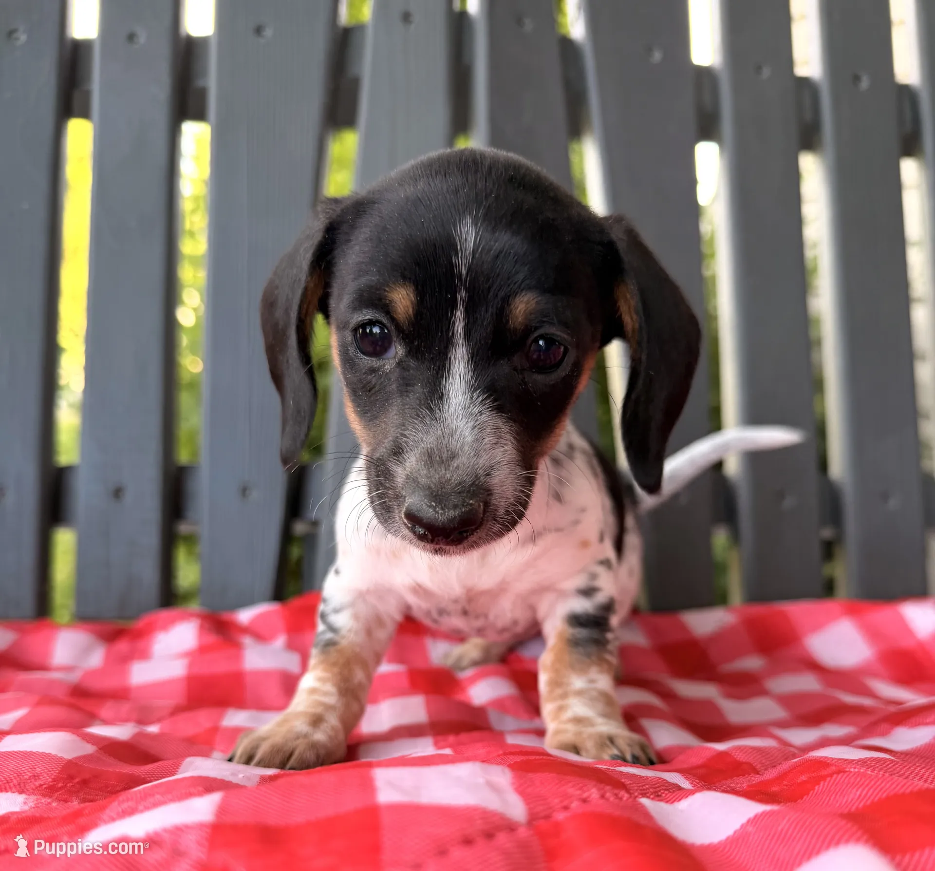 Poppy – Miniature Dachshund Puppy for Sale in Willard, OH