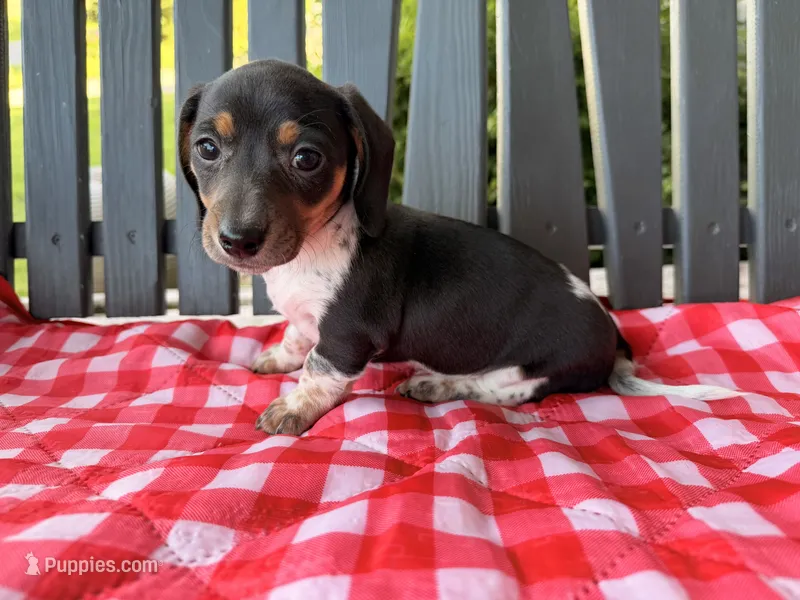 Violet – Miniature Dachshund puppy for sale in Willard, OH