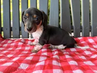 Violet, a female Miniature Dachshund for sale in Willard, OH – 7 of 8