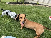 Iris, a female Miniature Dachshund for sale in Willard, OH – 4 of 5