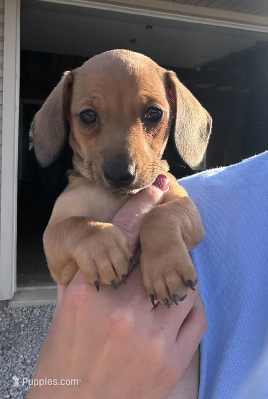Iris – Miniature Dachshund puppy for sale in Willard, OH