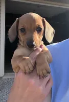 Iris, a female Miniature Dachshund for sale in Willard, OH – 1 of 5