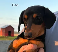 Iris, a female Miniature Dachshund for sale in Willard, OH – 5 of 5