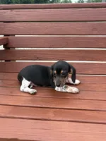 Violet, a female Miniature Dachshund for sale in Willard, OH – 8 of 10