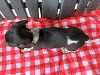 Violet, a female Miniature Dachshund for sale in Willard, OH – 3 of 10