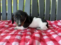 Willow, a female Miniature Dachshund for sale in Willard, OH – 3 of 7