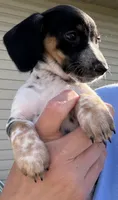 Poppy, a female Miniature Dachshund for sale in Willard, OH – 2 of 6