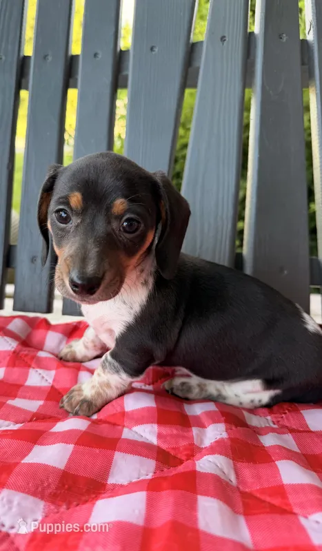 Violet – Miniature Dachshund puppy for sale in Willard, OH