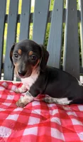 Violet, a female Miniature Dachshund for sale in Willard, OH – 1 of 10