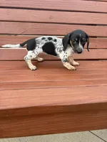 Poppy, a female Miniature Dachshund for sale in Willard, OH – 6 of 9