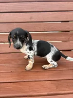 Poppy, a female Miniature Dachshund for sale in Willard, OH – 7 of 9