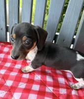 Violet, a female Miniature Dachshund for sale in Willard, OH – 2 of 8