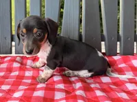 Violet, a female Miniature Dachshund for sale in Willard, OH – 5 of 8
