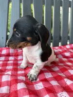 Willow, a female Miniature Dachshund for sale in Willard, OH – 5 of 7
