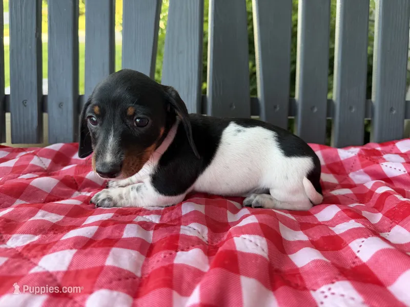 Willow – Miniature Dachshund puppy for sale in Willard, OH