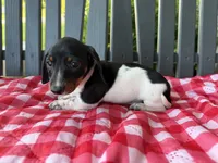 Willow, a female Miniature Dachshund for sale in Willard, OH – 1 of 7