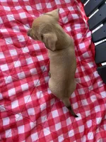 Iris, a female Miniature Dachshund for sale in Willard, OH – 2 of 5