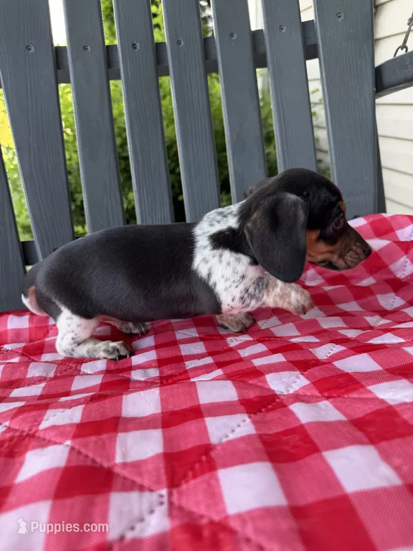 Violet – Miniature Dachshund puppy for sale in Willard, OH