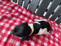 Willow, a female Miniature Dachshund for sale in Willard, OH – 2 of 7