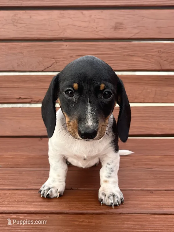 Willow – Miniature Dachshund puppy for sale in Willard, OH