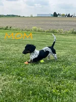 Poppy, a female Miniature Dachshund for sale in Willard, OH – 5 of 6