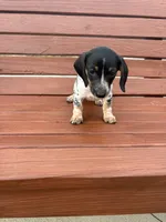Poppy, a female Miniature Dachshund for sale in Willard, OH – 5 of 9