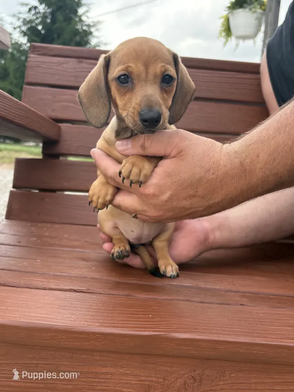 Iris – Miniature Dachshund puppy for sale in Willard, OH