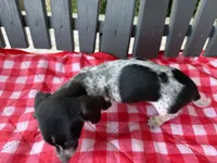 Poppy, a female Miniature Dachshund for sale in Willard, OH – 4 of 6