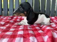 Willow, a female Miniature Dachshund for sale in Willard, OH – 4 of 7