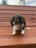 Violet, a female Miniature Dachshund for sale in Willard, OH – 2 of 10