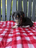 Violet, a female Miniature Dachshund for sale in Willard, OH – 5 of 10