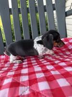 Violet, a female Miniature Dachshund for sale in Willard, OH – 7 of 10