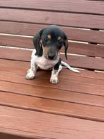 Violet, a female Miniature Dachshund for sale in Willard, OH – 4 of 10