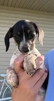 Poppy, a female Miniature Dachshund for sale in Willard, OH – 3 of 6