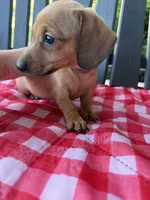 Iris, a female Miniature Dachshund for sale in Willard, OH – 3 of 5