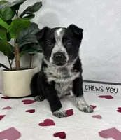 Marco, a male Australian Cattle Dog and Miniature American Shepherd for sale in Bargersville, IN – Photo 3 of 5