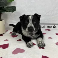 Marco, a male Australian Cattle Dog and Miniature American Shepherd for sale in Bargersville, IN – Photo 2 of 5