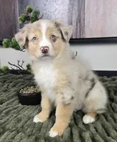 Rusty, a male Australian Shepherd for sale in Bargersville, IN – 4 of 5