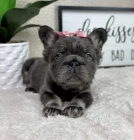 Fluffy AKC big rope girl!, a female French Bulldog for sale in Bargersville, IN – 2 of 6