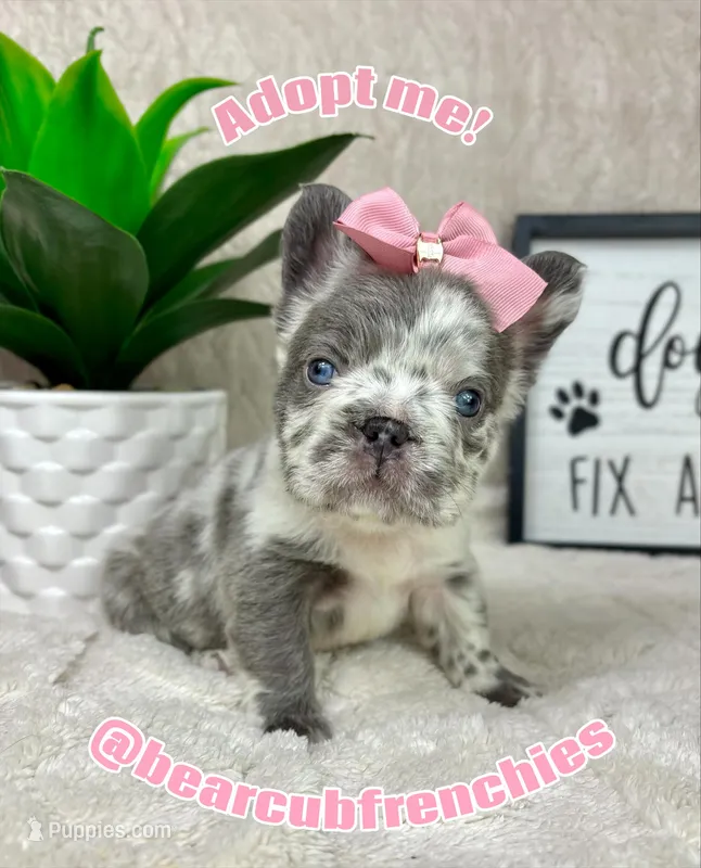 AKC fluffy Merle female – French Bulldog puppy for sale in Bargersville, IN