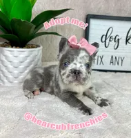 AKC fluffy Merle female, a female French Bulldog for sale in Bargersville, IN – Photo 5 of 6