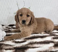 Goldie AKC, a female Golden Retriever for sale in Bargersville, IN – Photo 2 of 5