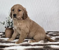 Goldie AKC, a female Golden Retriever for sale in Bargersville, IN – Photo 1 of 5
