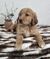 Goldie AKC, a female Golden Retriever for sale in Bargersville, IN – Photo 3 of 5
