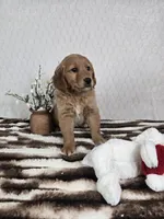 Goldie AKC, a female Golden Retriever for sale in Bargersville, IN – Photo 5 of 5