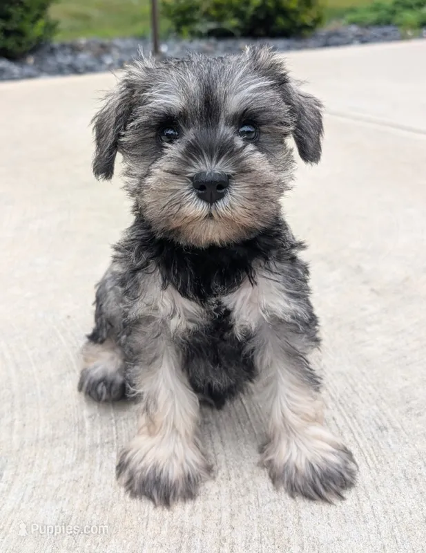 Sandy – Miniature Schnauzer puppy for sale in Bargersville, IN