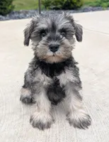 Sandy, a female Miniature Schnauzer for sale in Bargersville, IN – 1 of 6